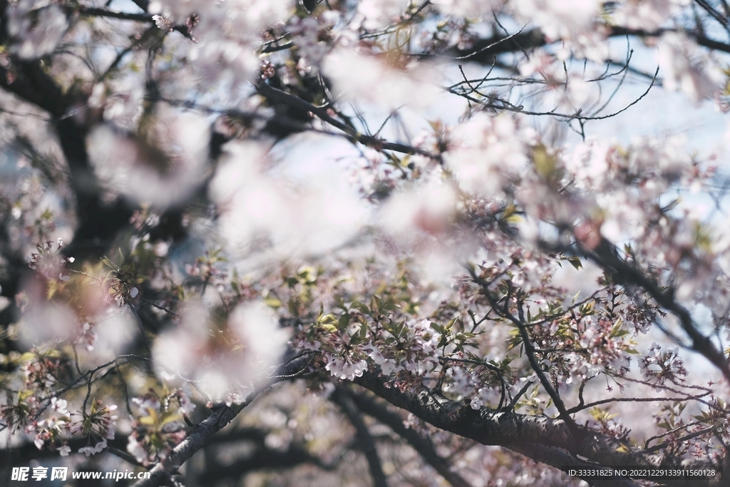 樱花