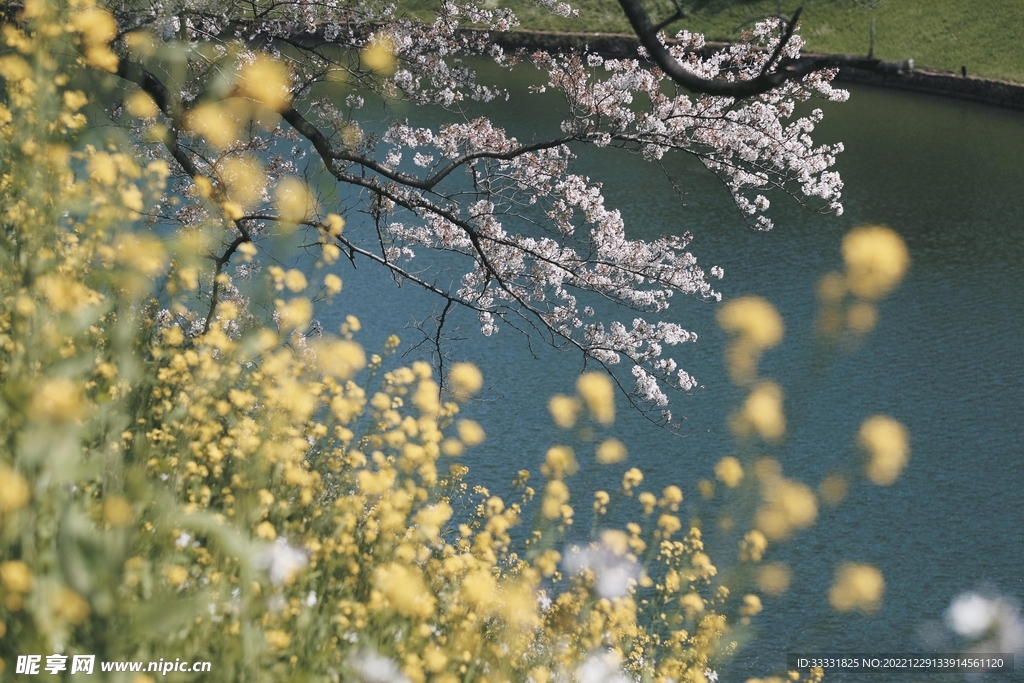 樱花