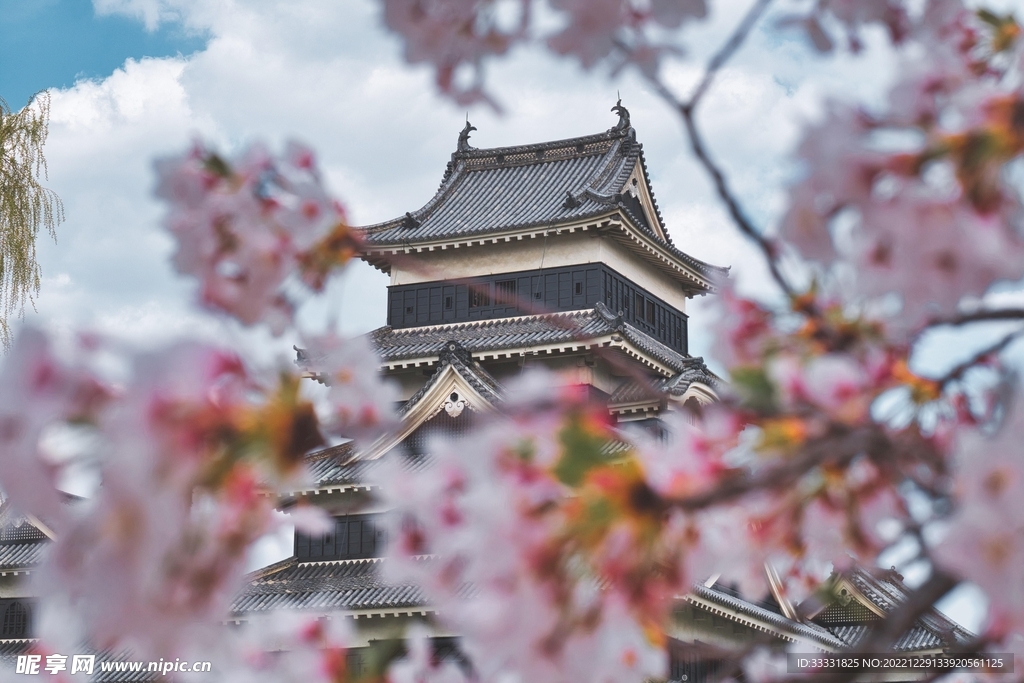 樱花