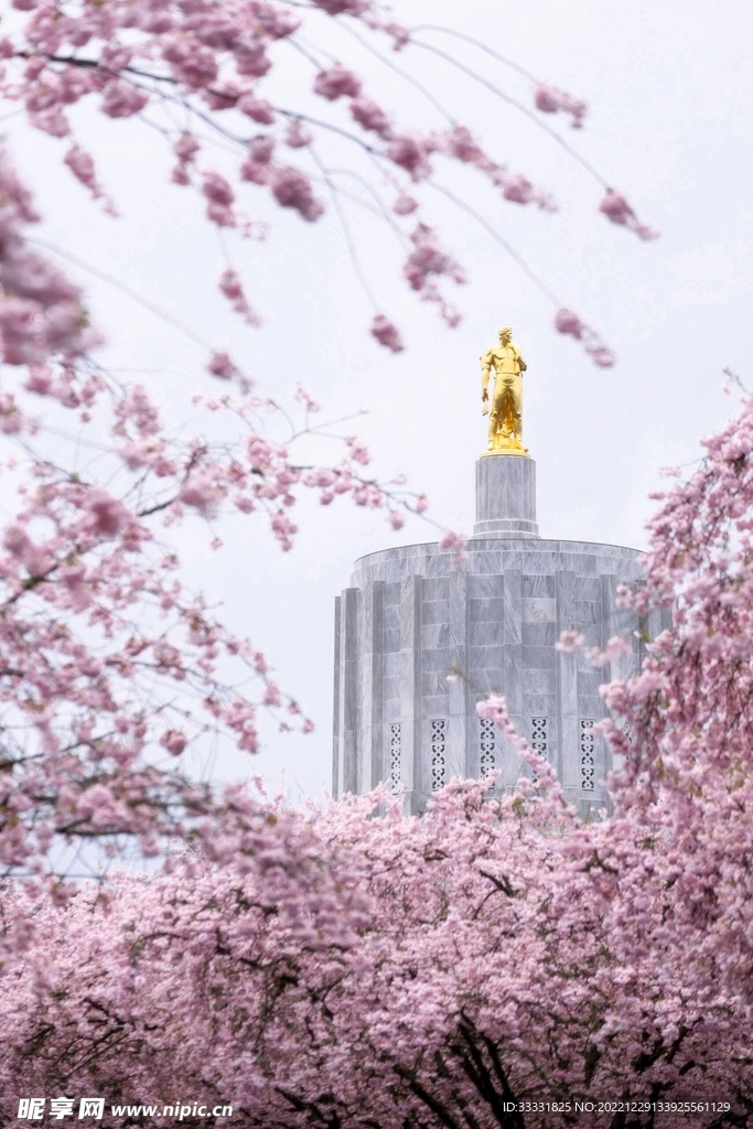 樱花