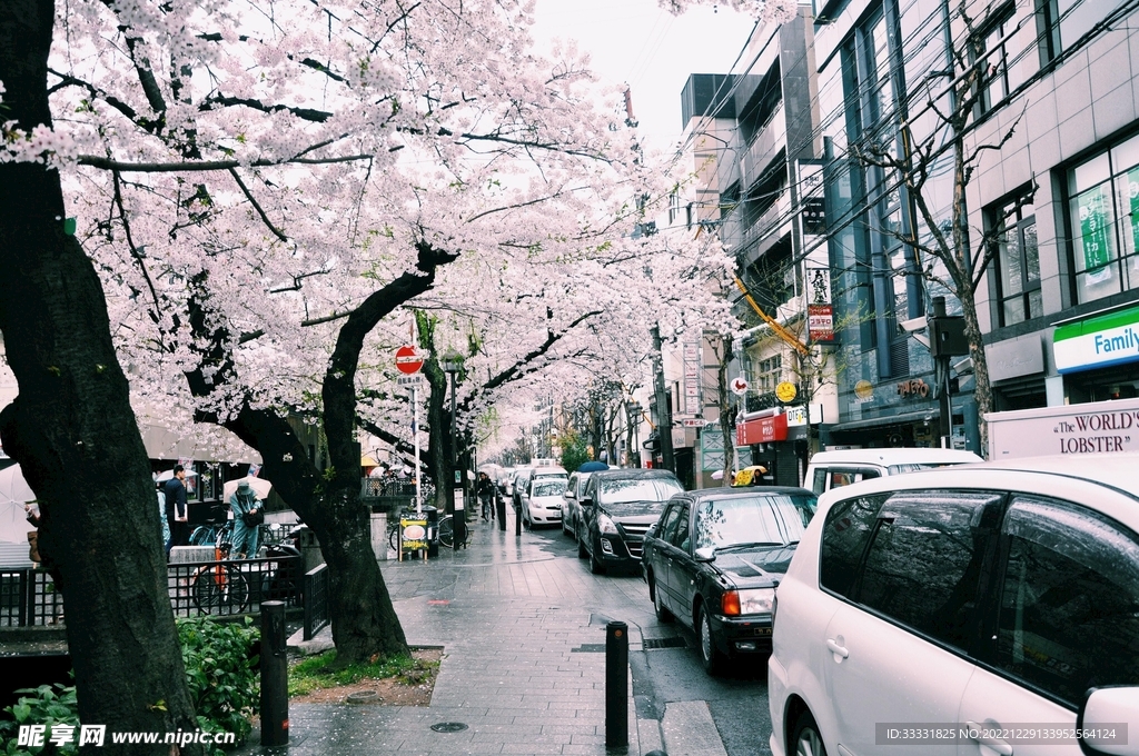 樱花