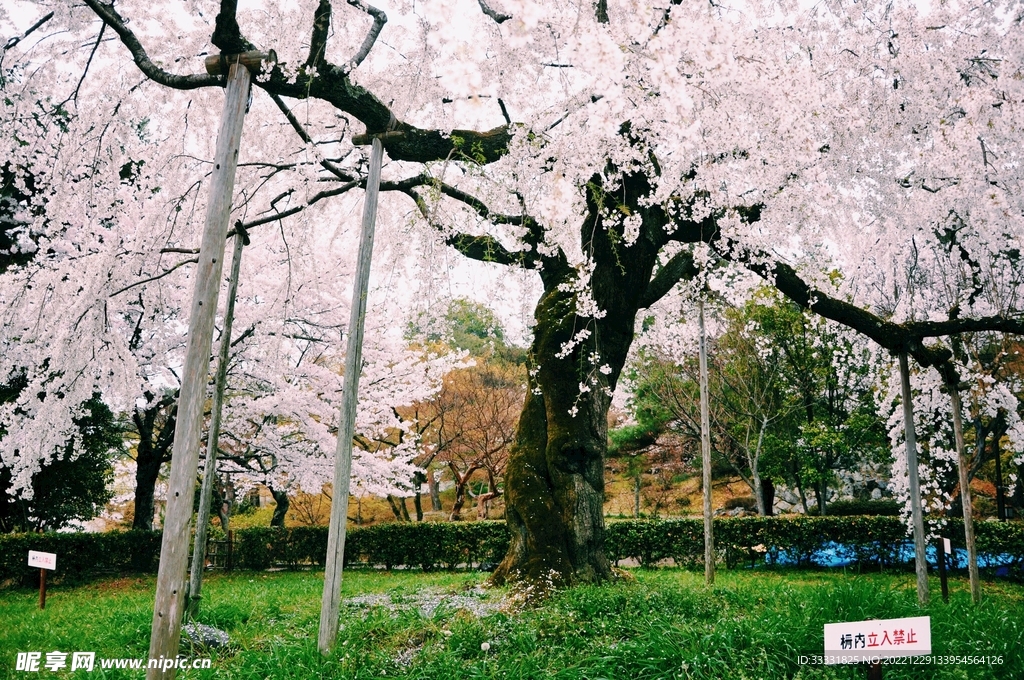樱花