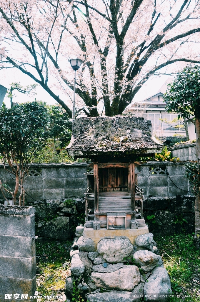 樱花