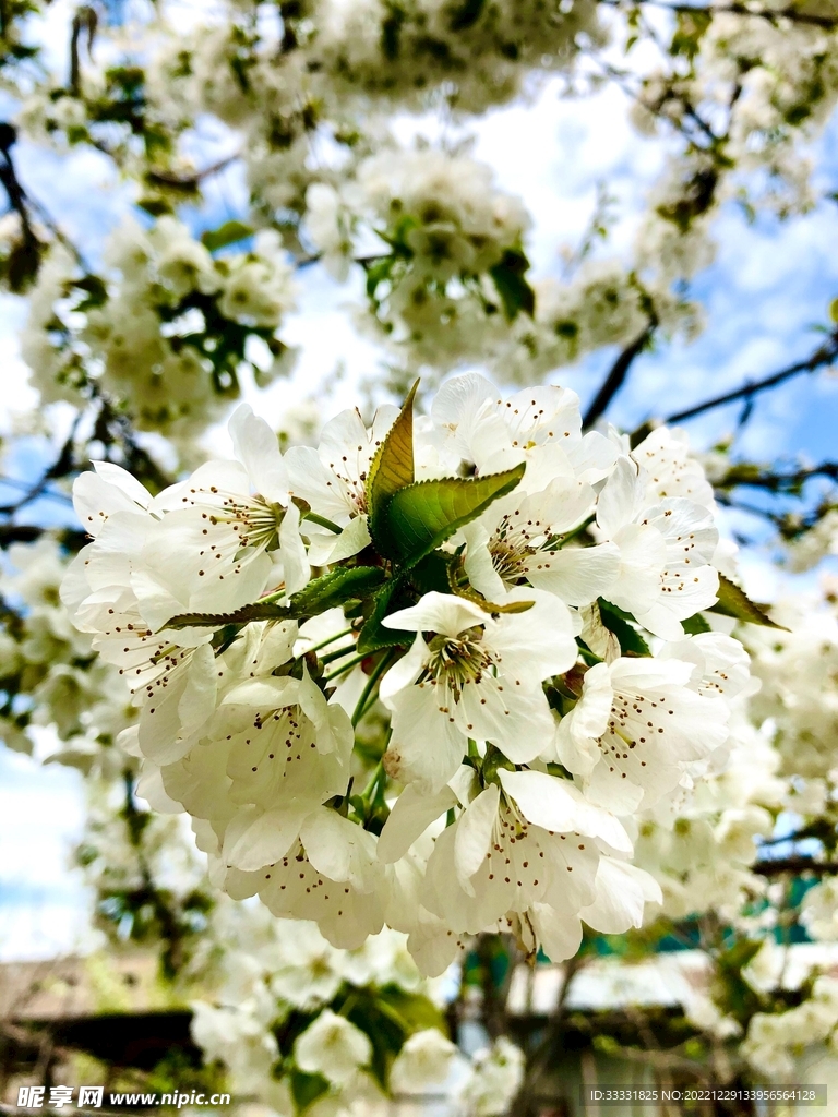 樱花