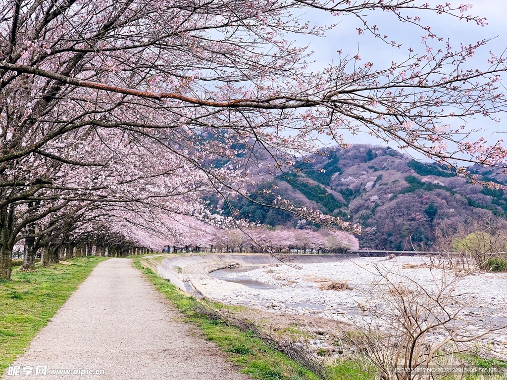 樱花