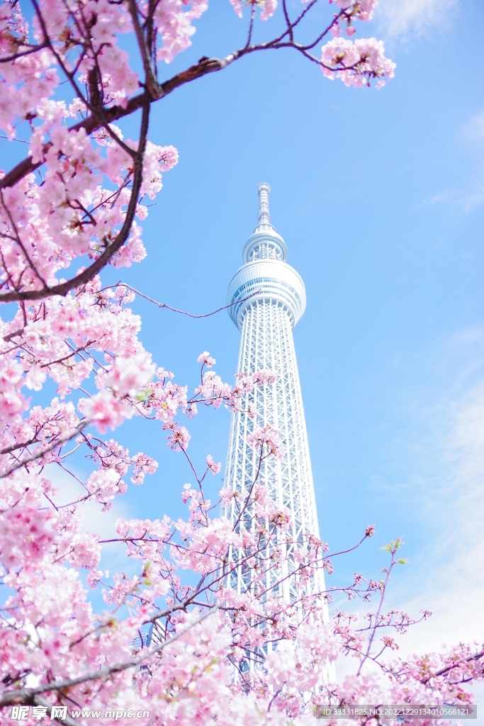樱花
