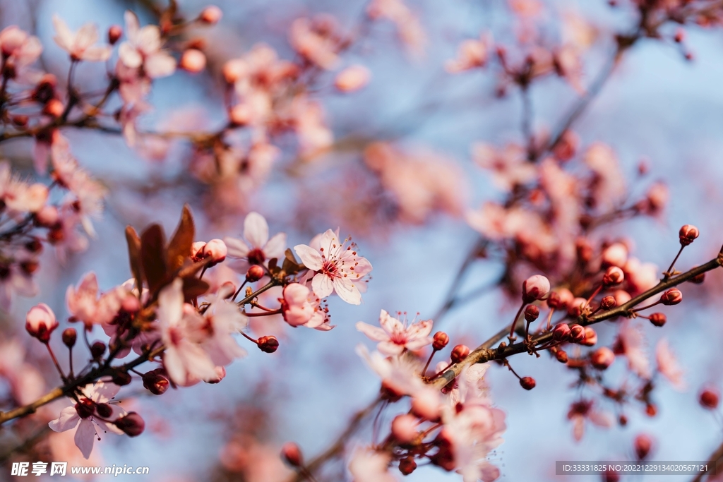 樱花