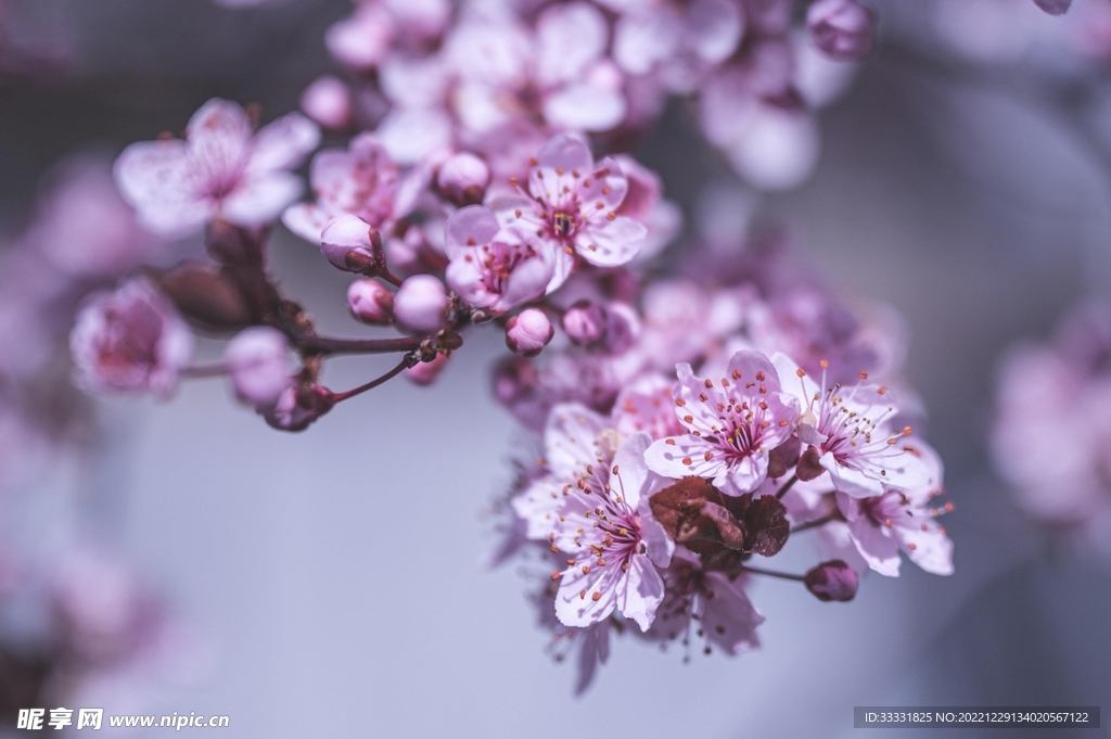 樱花
