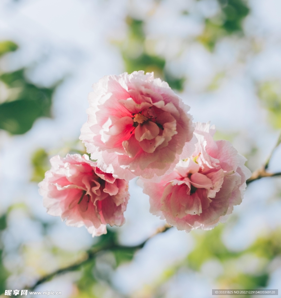 樱花