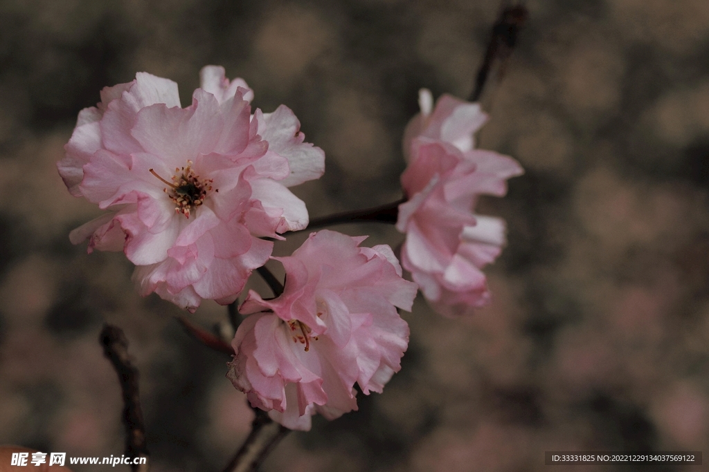 樱花