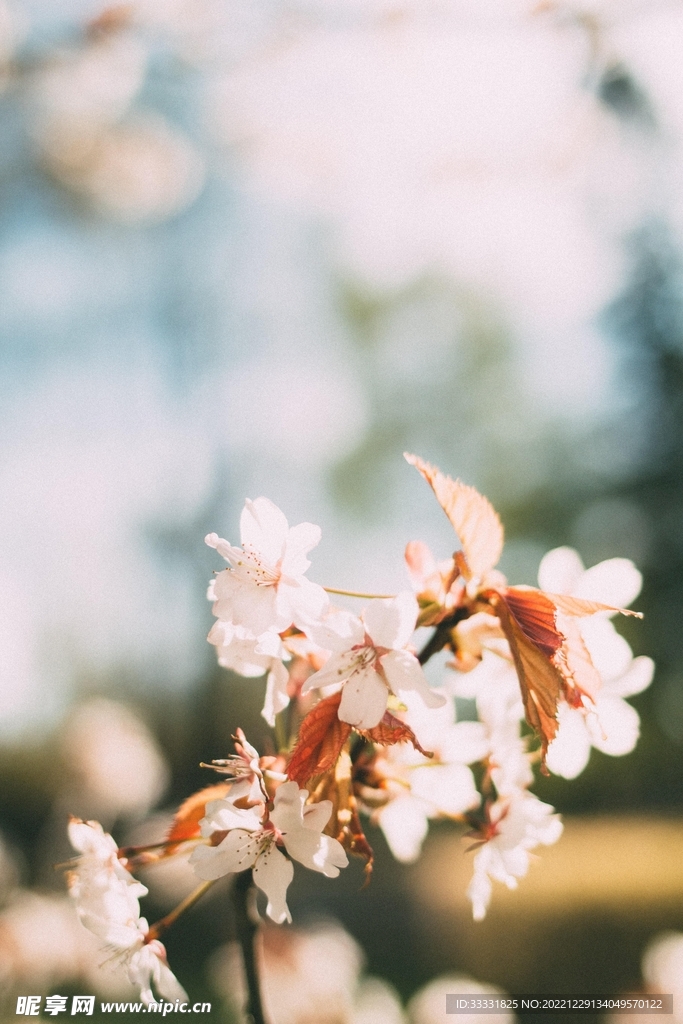 樱花