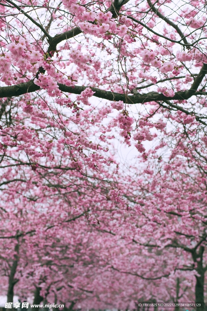 樱花