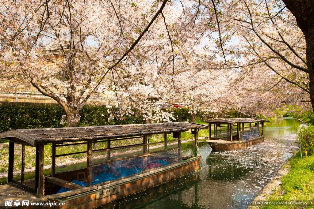 樱花