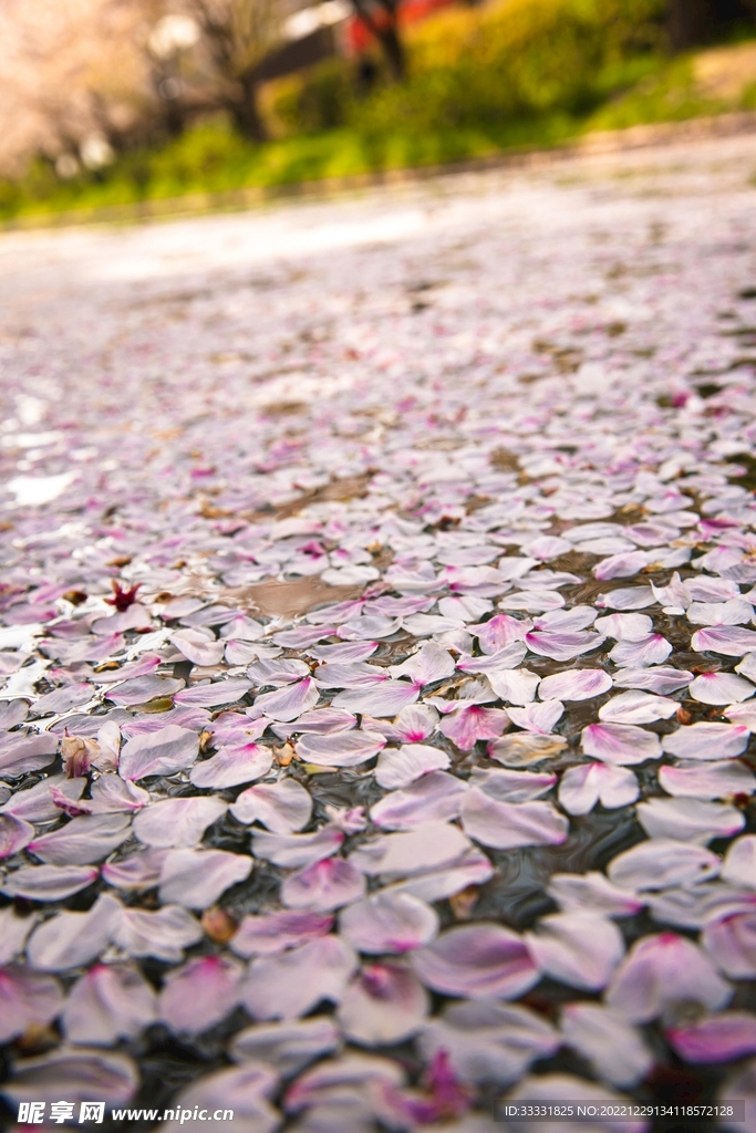 樱花