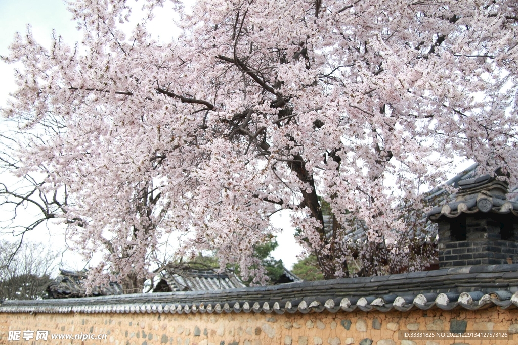 樱花