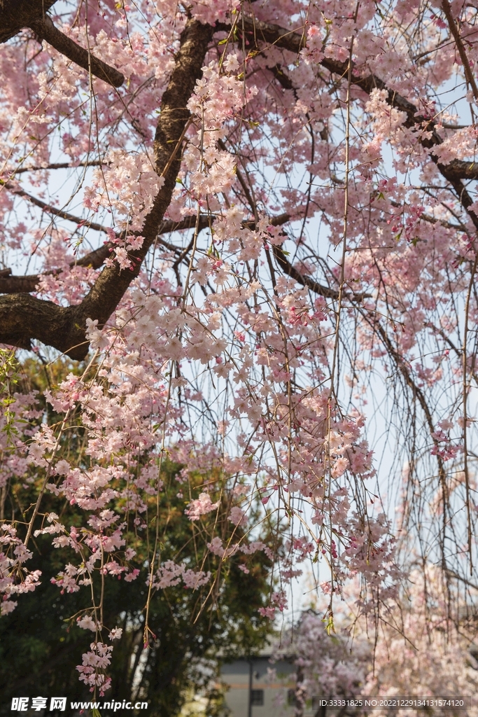 樱花