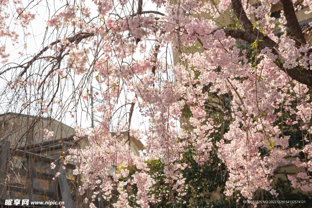 樱花