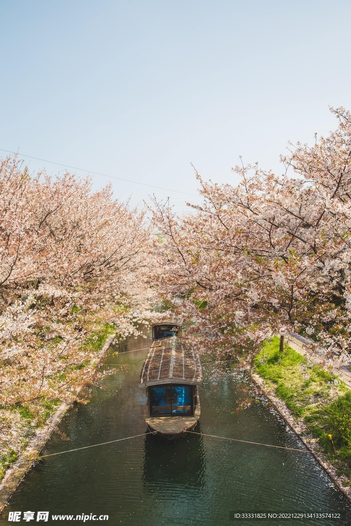 樱花