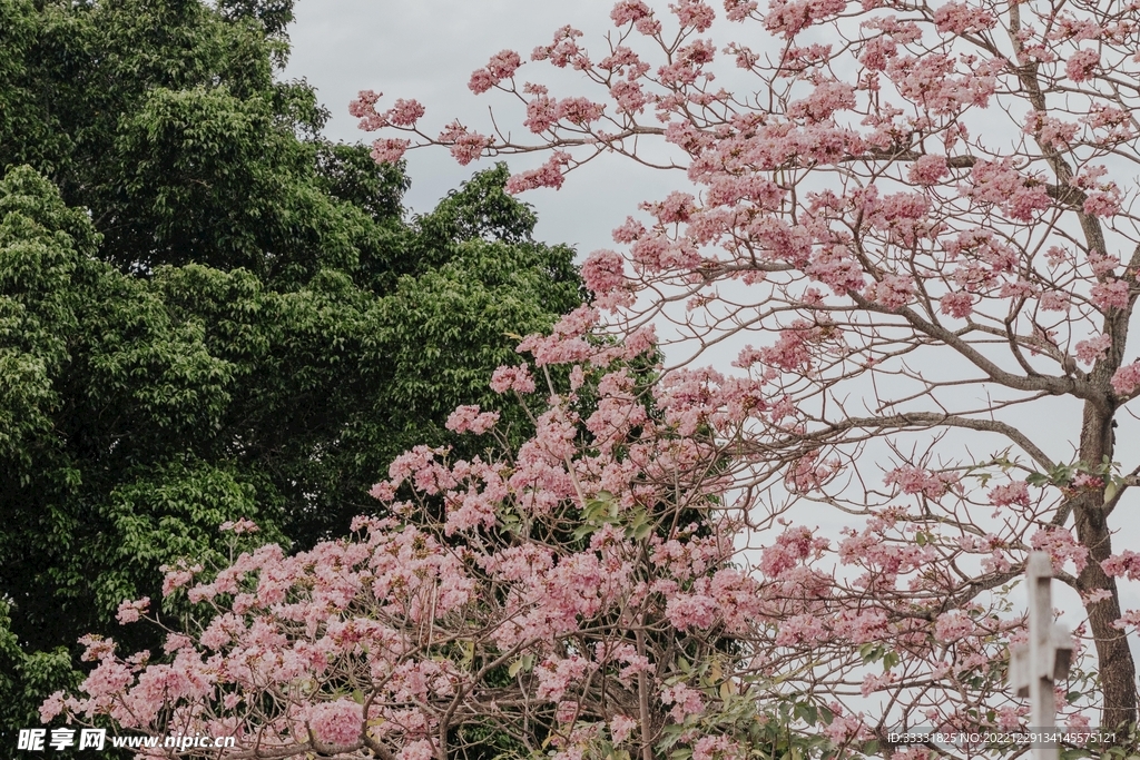 樱花