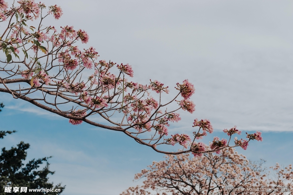 樱花