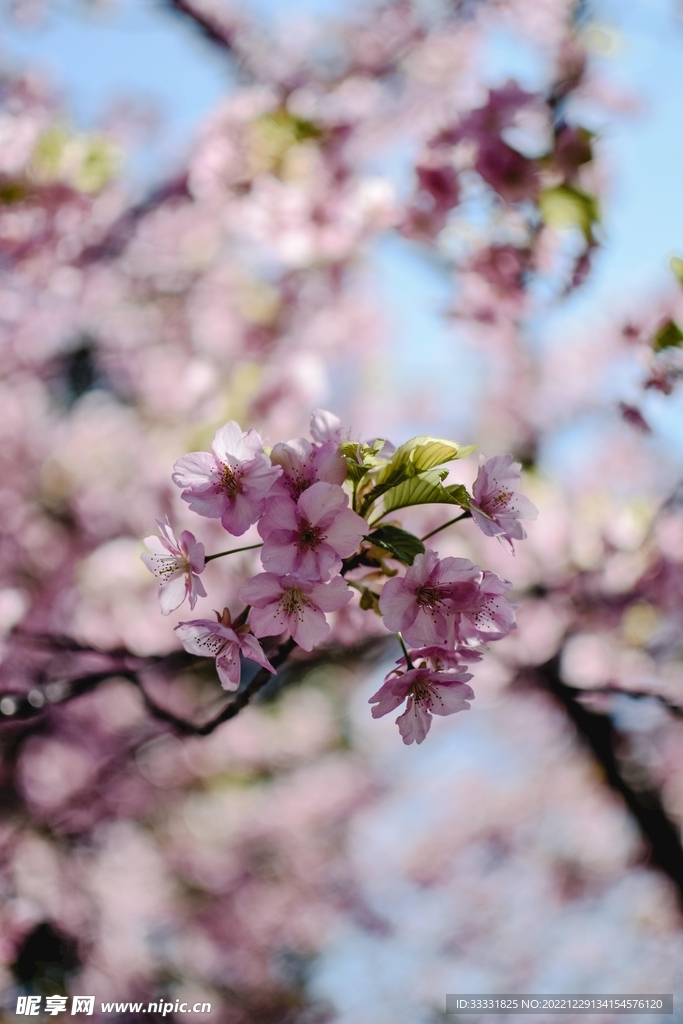 樱花