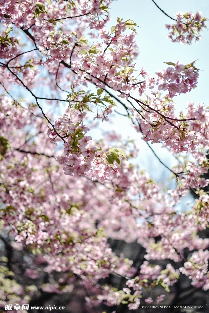 樱花