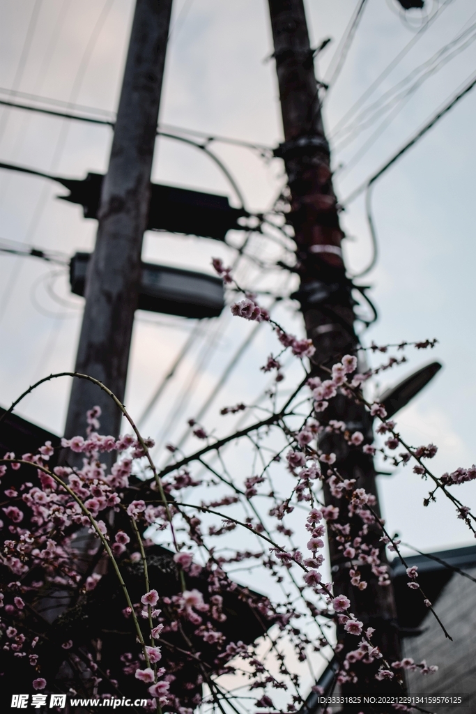 樱花