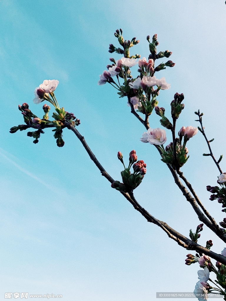 樱花
