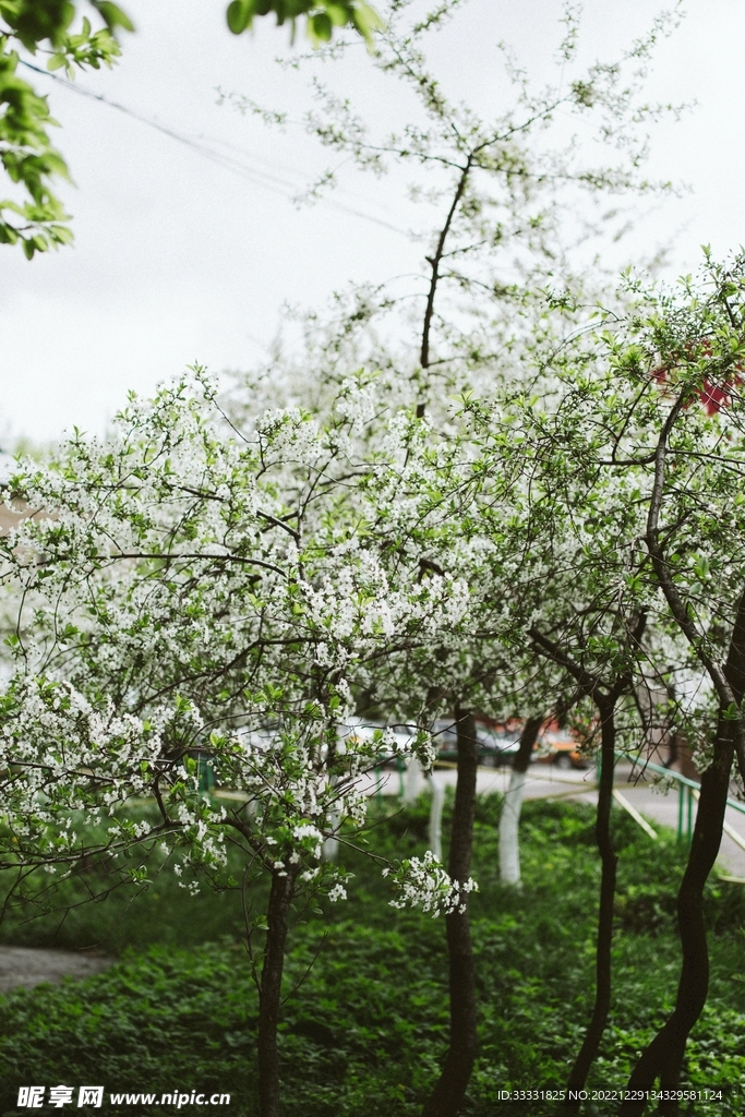 樱花