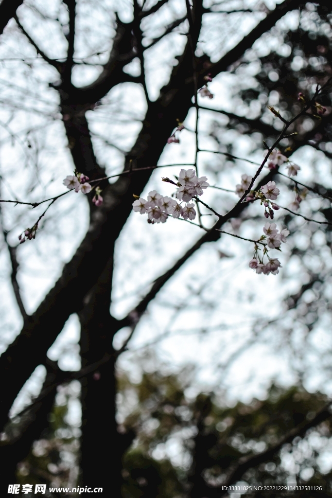 樱花