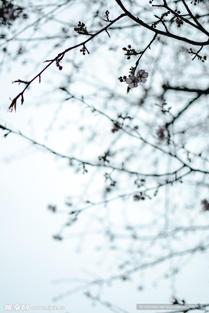 樱花