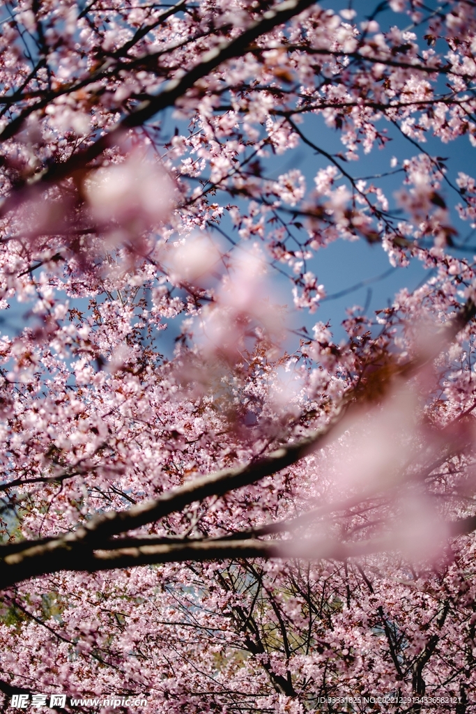 樱花