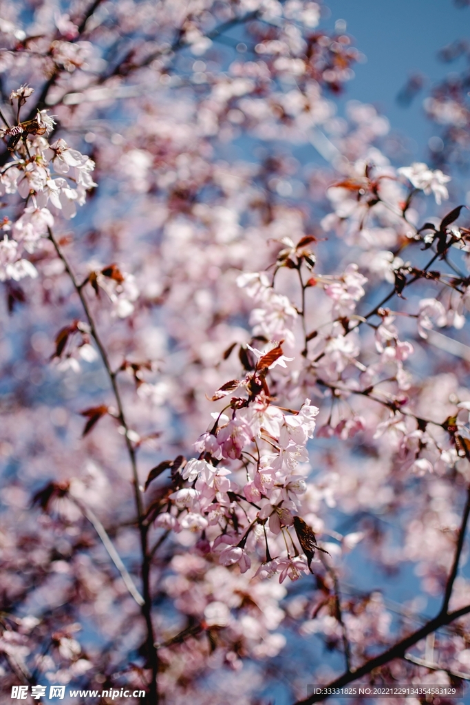 樱花