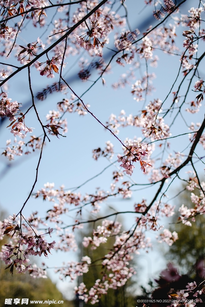 樱花