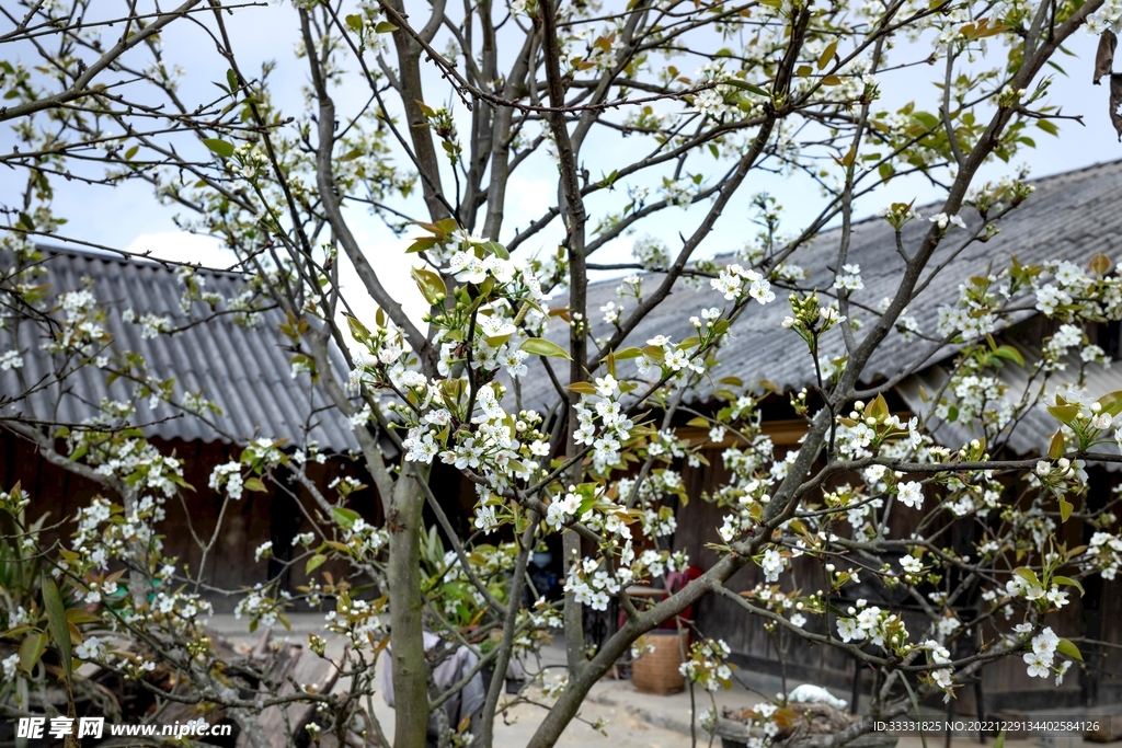 樱花