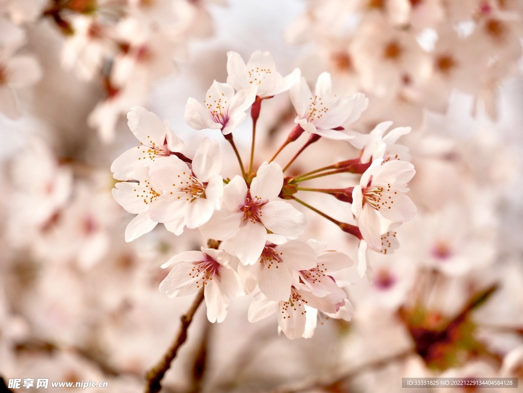 樱花
