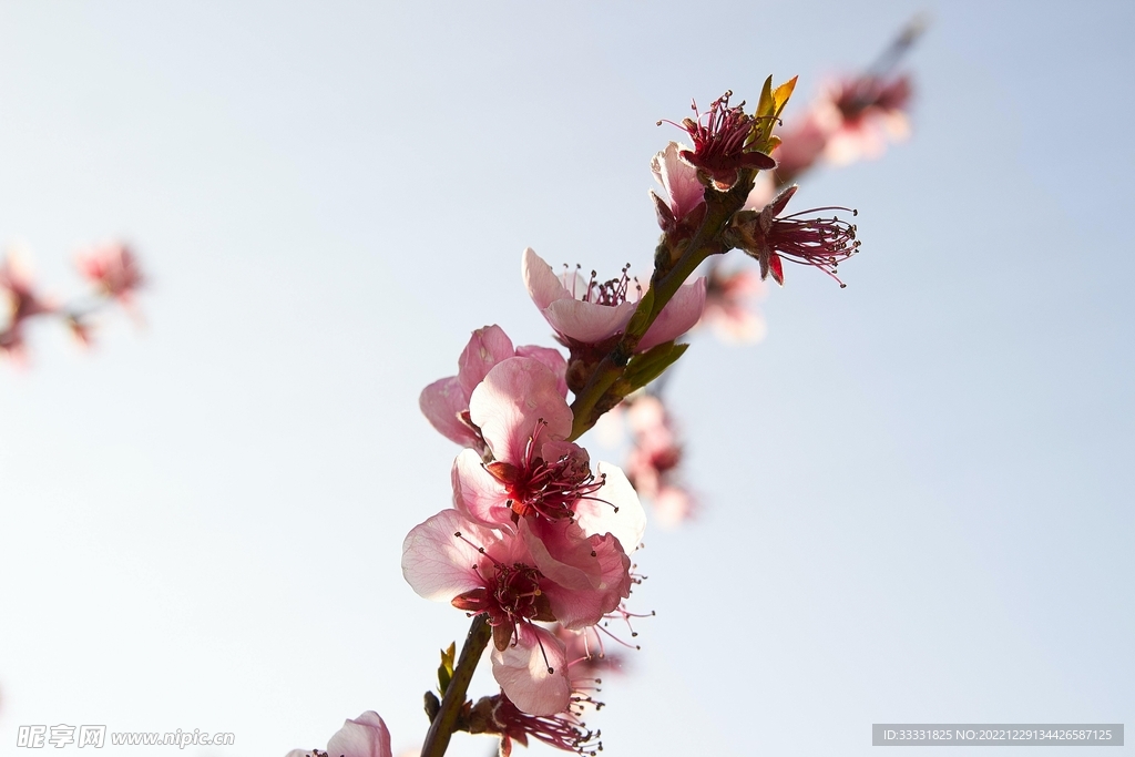樱花