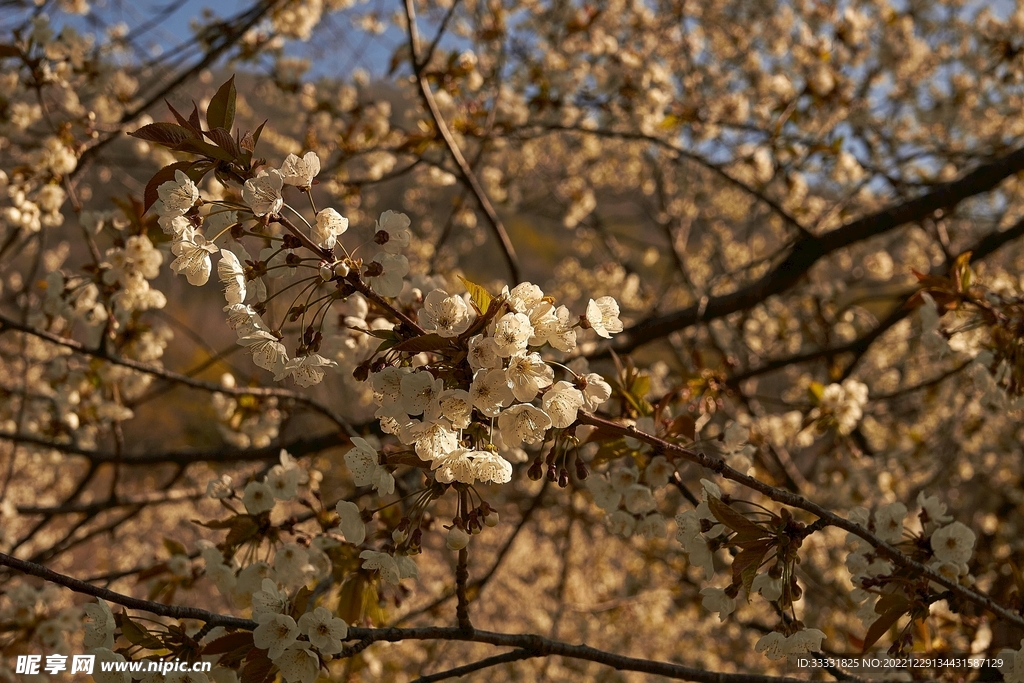 樱花