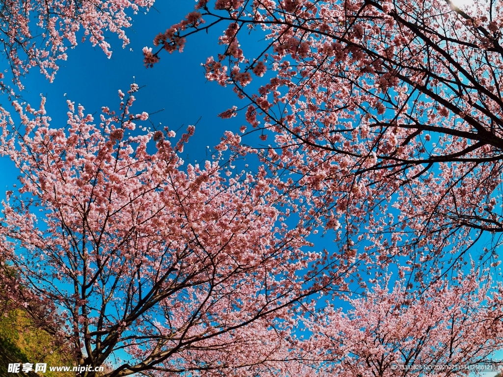樱花