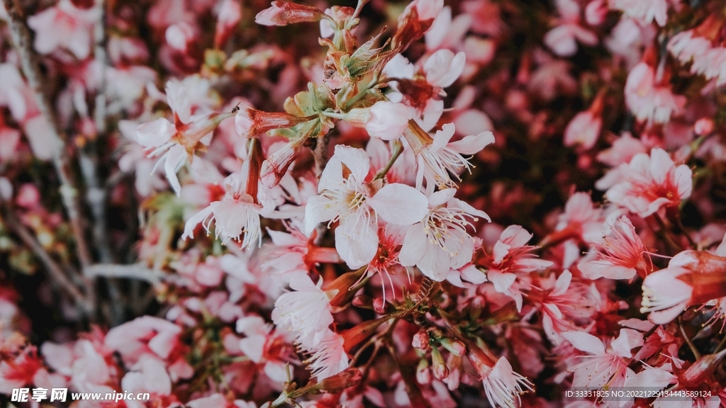 樱花