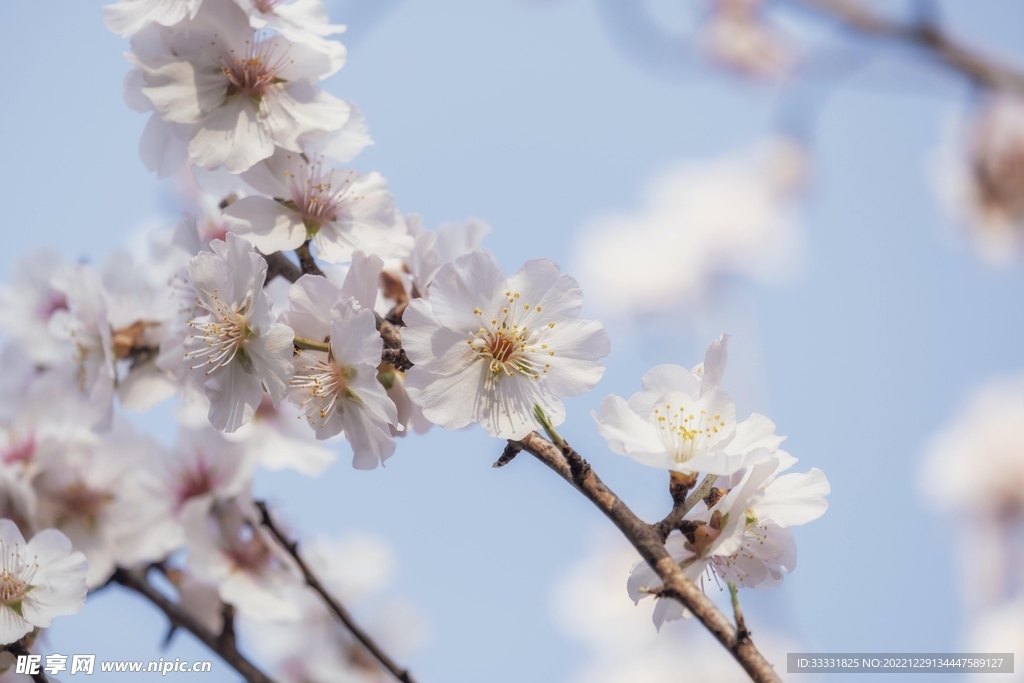 樱花