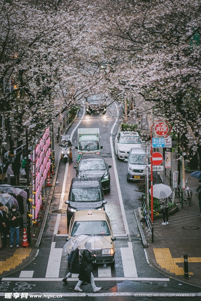樱花