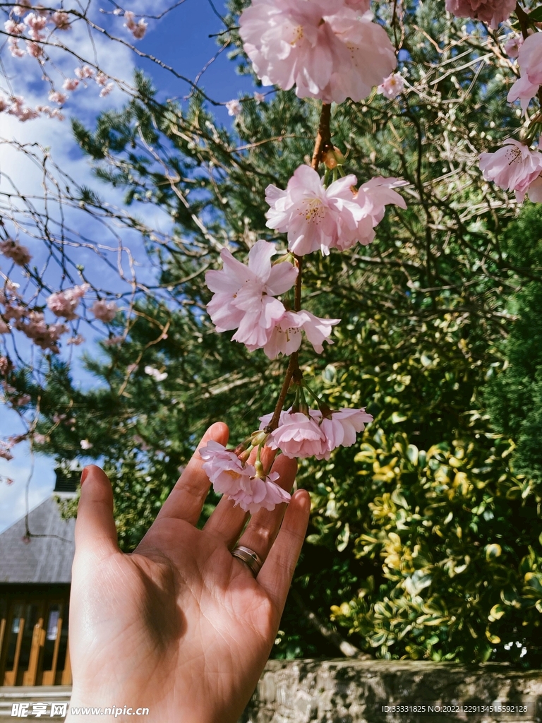 樱花