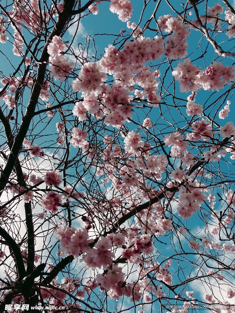 樱花