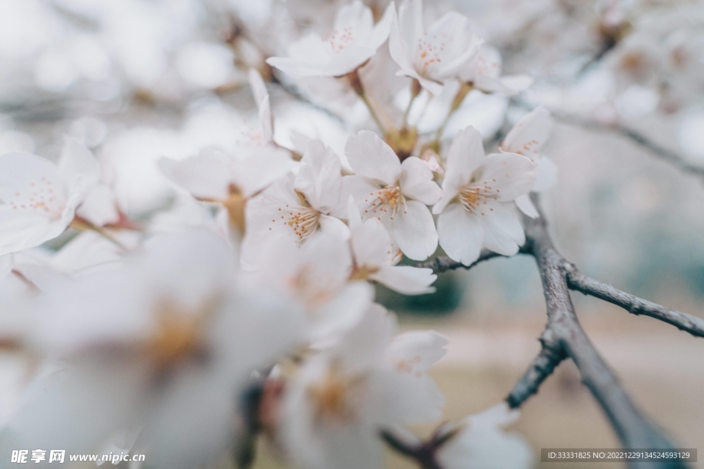 樱花