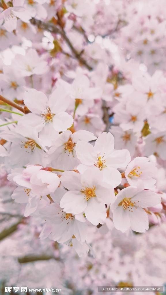 樱花