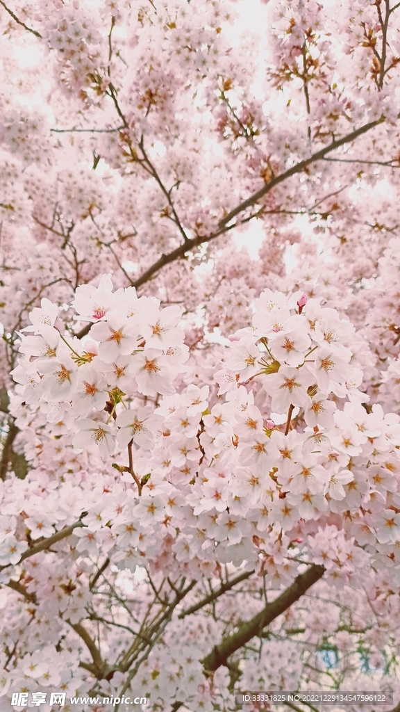 樱花
