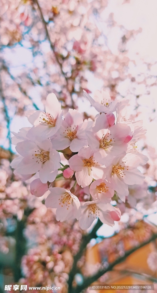 樱花
