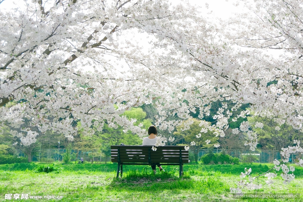 樱花