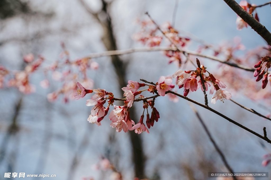 樱花